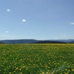 Ausblick von der Hochebene auf die Alpen